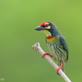 Coppersmith_Barbet-240415-224MSDCF-FYP03720-W.jpg