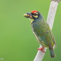 Coppersmith_Barbet-240416-224MSDCF-FYP07252-W.jpg