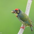 Coppersmith_Barbet-240416-224MSDCF-FYP07366-W.jpg