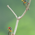 Coppersmith_Barbet-240418-225MSDCF-FYP02615-W.jpg