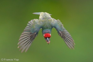 Coppersmith Barbet-240419-225MSDCF-FYP05179-W.jpg