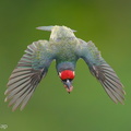 Coppersmith_Barbet-240419-225MSDCF-FYP05179-W.jpg