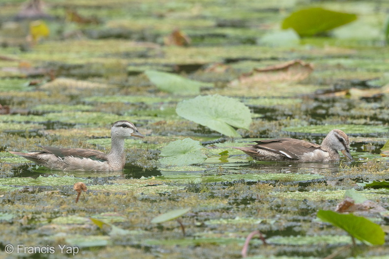 Cotton_Pygmy_Goose-160115-101EOS5D-FY5S9919-W.jpg