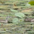 Cotton_Pygmy_Goose-160115-101EOS5D-FY5S9919-W.jpg