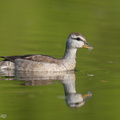 Cotton_Pygmy_Goose-210211-130MSDCF-FYP06685-W.jpg