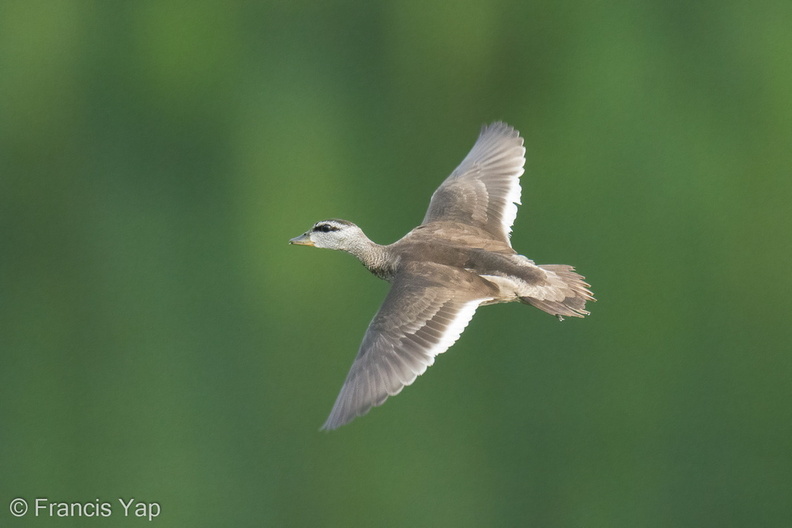 Cotton_Pygmy_Goose-211208-132MSDCF-FRY03992-W.jpg