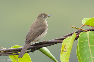 Cream-vented Bulbul-160909-104EOS1D-F1X22143-W.jpg