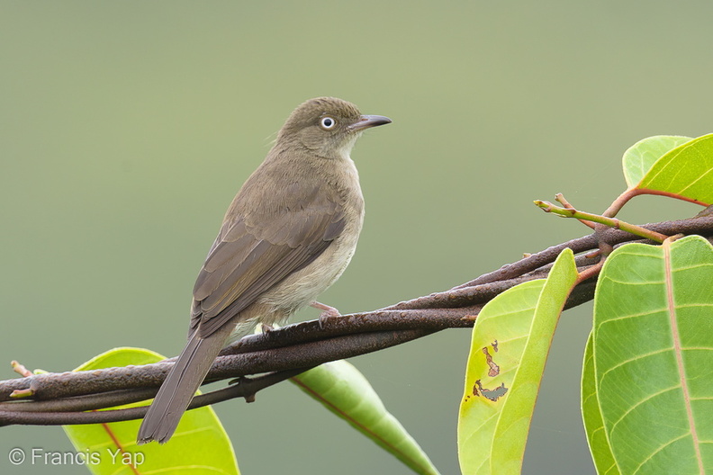 Cream-vented_Bulbul-160909-104EOS1D-F1X22143-W.jpg