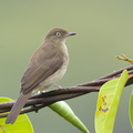 Cream-vented_Bulbul-160909-104EOS1D-F1X22143-W.jpg