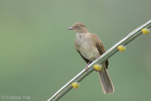 Cream-vented Bulbul-191213-107MSDCF-FYP04475-W.jpg