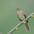 Cream-vented_Bulbul-191213-107MSDCF-FYP04475-W.jpg