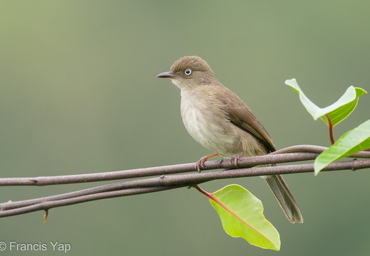 Cream-vented Bulbul