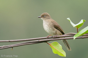 Cream-vented Bulbul-201125-125MSDCF-FYP05493-W.jpg