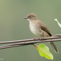 Cream-vented_Bulbul-201125-125MSDCF-FYP05493-W.jpg