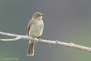 Cream-vented Bulbul-260114-149FRYAP-FYA06806-W.jpg