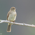 Cream-vented_Bulbul-260114-149FRYAP-FYA06806-W.jpg