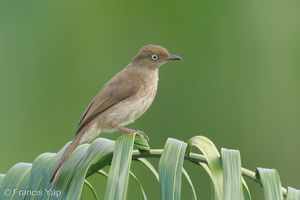 Cream-vented Bulbul-260116-150FRYAP-FYA07609-W.jpg