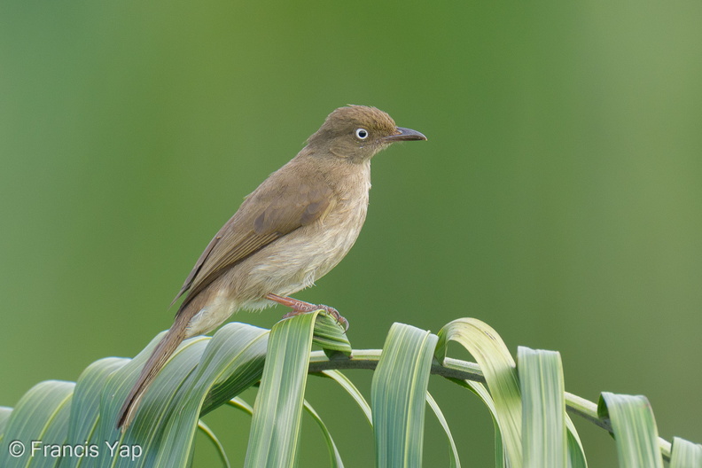 Cream-vented_Bulbul-260116-150FRYAP-FYA07609-W.jpg