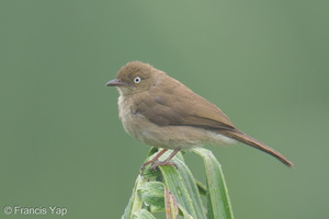 Cream-vented Bulbul-260227-157FRYAP-FYA01847-W.jpg
