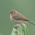 Cream-vented_Bulbul-260227-157FRYAP-FYA01847-W.jpg