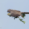 Crested_Goshawk-120113-107EOS1D-FYAP3181-W.jpg