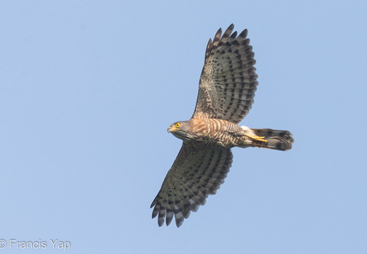 Crested Goshawk