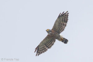 Crested Goshawk-161020-105EOS1D-F1X29146-W.jpg