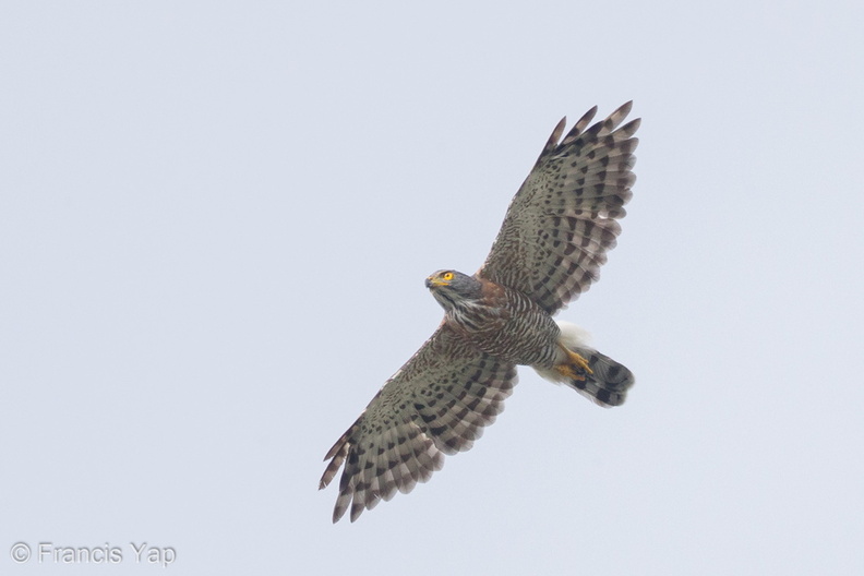 Crested_Goshawk-161020-105EOS1D-F1X29146-W.jpg