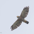 Crested_Goshawk-161020-105EOS1D-F1X29146-W.jpg