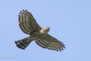 Crested Goshawk-220209-140MSDCF-FRY03669-W.jpg