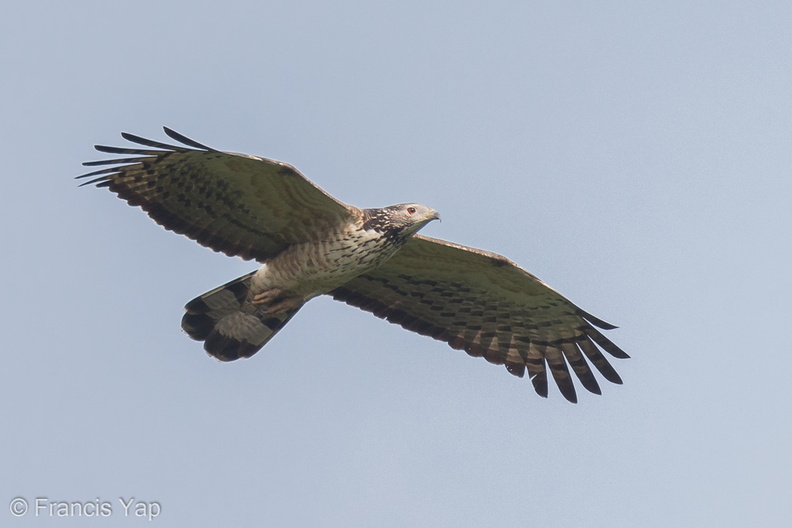 Crested_Honey_Buzzard-130322-105EOS1D-FY1X9335-W.jpg