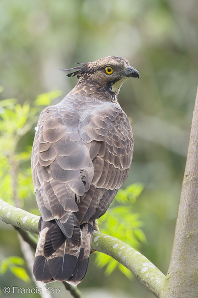 Crested_Honey_Buzzard-161102-106EOS1D-F1X27033-W.jpg