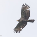 Crested_Honey_Buzzard-171109-115EOS1D-F1X21168-W.jpg