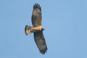 Crested Honey Buzzard-201021-120MSDCF-FYP07660-W.jpg