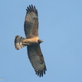 Crested_Honey_Buzzard-201021-120MSDCF-FYP07660-W.jpg