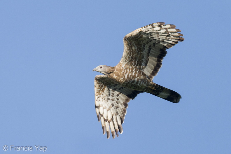 Crested_Honey_Buzzard-211006-122MSDCF-FRY00248-W.jpg