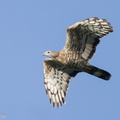 Crested_Honey_Buzzard-211006-122MSDCF-FRY00248-W.jpg