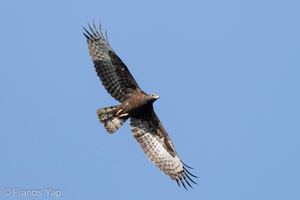 Crested Honey Buzzard-221116-159MSDCF-FYP05672-W.jpg
