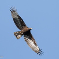 Crested_Honey_Buzzard-221116-159MSDCF-FYP05672-W.jpg