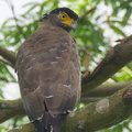 Crested_Serpent_Eagle-110827-104EOS1D-FYAP9474-W.jpg