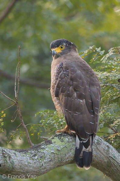 Crested_Serpent_Eagle-140929-118EOS1D-FY1X6959-W.jpg