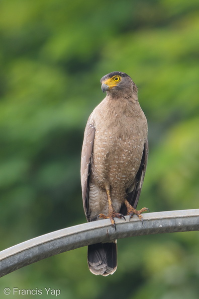 Crested_Serpent_Eagle-190421-116ND500-FYP_9332-W.jpg