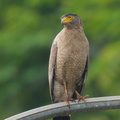 Crested_Serpent_Eagle-190421-116ND500-FYP_9332-W.jpg