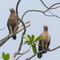 Crested_Serpent_Eagle-190421-116ND500-FYP_9712-W.jpg