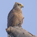 Crested_Serpent_Eagle-210620-114MSDCF-FRY02676-W.jpg