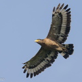 Crested_Serpent_Eagle-211021-124MSDCF-FRY04163-W.jpg