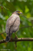 Crested Serpent Eagle-260325-166FRYAP-FYA06067-W.jpg