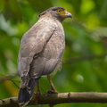 Crested_Serpent_Eagle-260325-166FRYAP-FYA06067-W.jpg