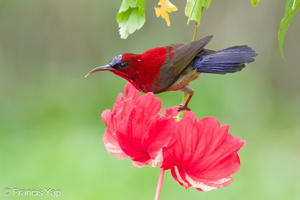 Crimson Sunbird-100904-102EOS7D-IMG_9380-W.jpg