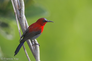 Crimson Sunbird-131226-112EOS1D-FY1X5426-W.jpg